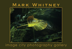 Mark Whitney Show Card
