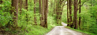 Springtime in the Smokies by Phyllis Thompson