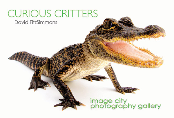 Curious Critters Show Card Front - David FitzSimons