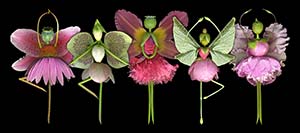 Flower Fairy Dance Recital by Lisa Davis