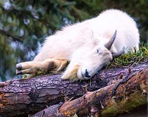 Mountain Goat Dreams by Clyde Comstock