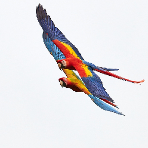 Macaw Honeys by Myrna and Gary Paige