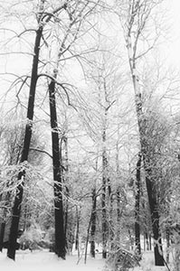 Winter Trees - Perinton, NY by Jeanne Rosenthal