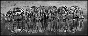 Zebra Line Drinking by Ted Tatarzyn