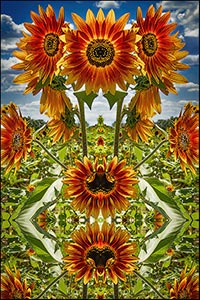 Sunflowers by Jim Dusen