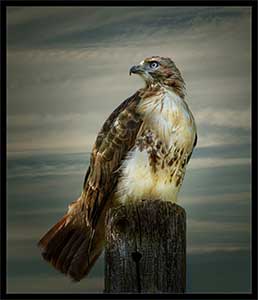 Braitsch-Young-Eagle-300px