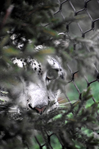 Snow Leopard by Jason Abel