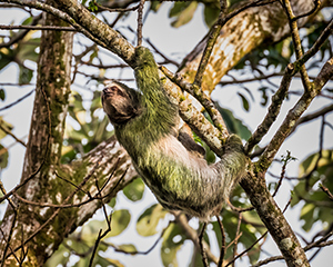 Brown Throated Sloth by Clyde Comstock