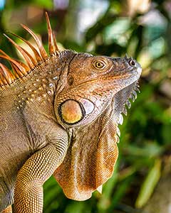 Iguana by Clyde Comstock