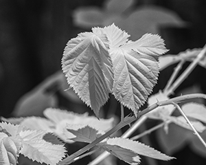 Leaves in Infrared by Carl Crumley