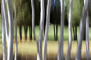 Judd's Birches by Luann Pero