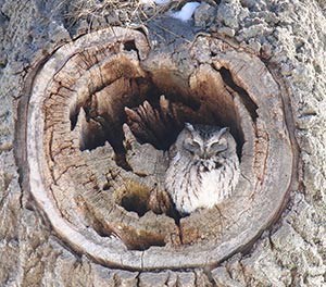 Screech Owl by Melissa Mance-Coniglio