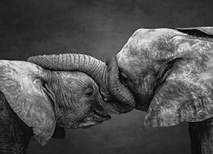 Elephants-by-Boris-Keller-300