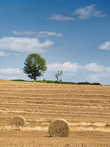 Harvested Wheat by John Solberg