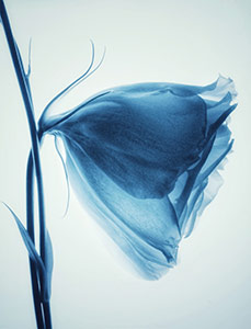 Lisianthus-in-Blue-No3-by Amy Carpenter