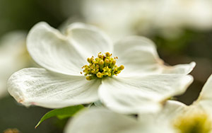 Dogwood Blossom by Cathy Fraser