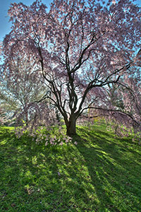 Spring Blossoms and Shadows at Highland Park by David Kotok