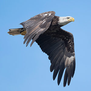 Mature Eagle by Tom Kredo