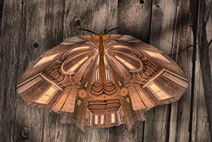 House Moth by Lee Ingraham