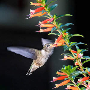 A Sip of Nectar by Marie Cosanza