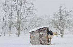 Drive By by Carol Case