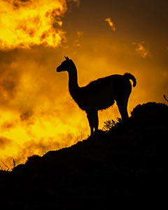 Patagonia Sunrise by Jerry Miller