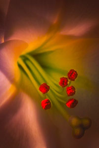 Lily in Red by Tom Kredo