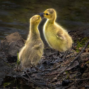 Sibling Love by Marie Costanza