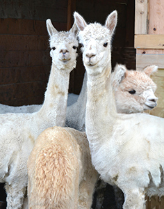 Llama Family with 2 Legs by Loretta Petralis