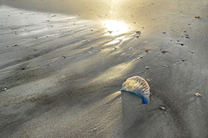 Dying Light by d dargan teska