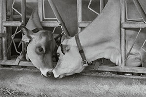 Two_Brown_Swiss_Cows_at_Trinity_Valley_Farm_Cortland_NY by Susan Larkin