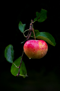 Fresh for the Picking by Marie Costanza