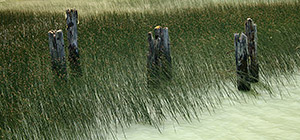 Life Cycle by Jeff Stein