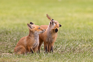 Fox Kits by Margy Meath