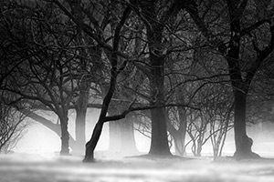 Snow and Fog by Lisa Cook
