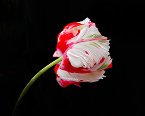 Pepperment Shine by Grace Westerman