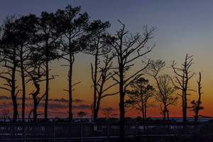 Life of the Forest by Joyce Freitas