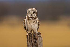 Seriously by Margy Meath