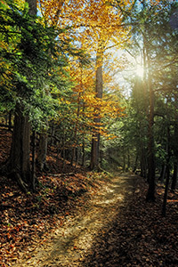 Sunlight on the Forest Floor by Patty Singer