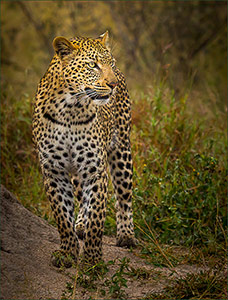 Ambush Waiting by Steve Dent
