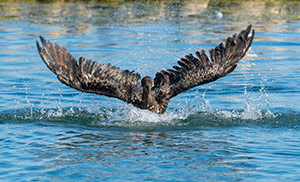 Splashdown by Joe Jech