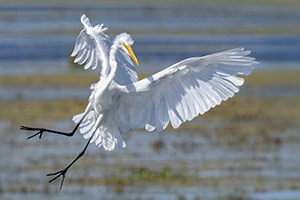 Egret Dancer by Tom Kredo