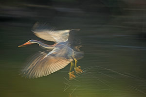 Blue Heron by Susan Lander