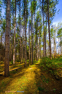Enlightened Trail by Sheridan Vincent
