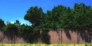 The Wall by Dennis Adams