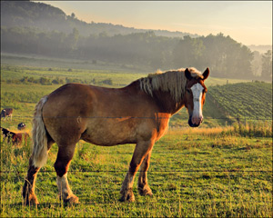 Horse by Carl Crumley